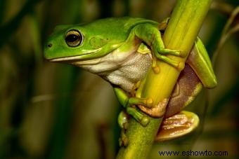 Hábitats de la rana arborícola verde