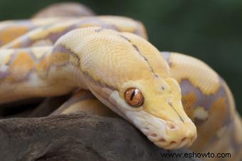 ¿Cómo sé si mi serpiente se está muriendo?