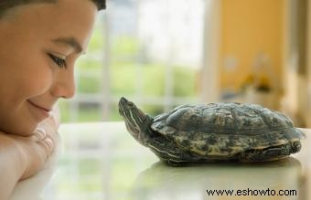 ¿Cómo saber si una tortuga está feliz?