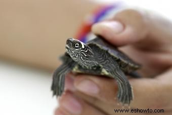 Cómo limpiar su tortuga mascota de forma segura