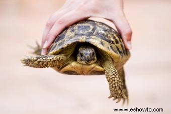 Cómo limpiar su tortuga mascota de forma segura