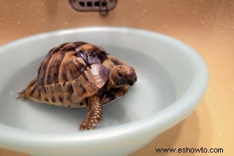 Cómo limpiar su tortuga mascota de forma segura