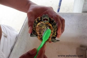 Cómo limpiar su tortuga mascota de forma segura