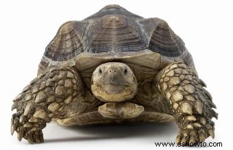 Nombres para tortugas mascota