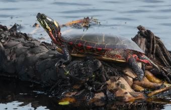 Información sobre la tortuga pintada y guía para el cuidado de mascotas