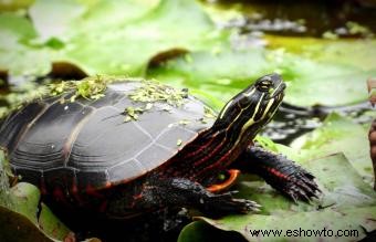 Información sobre la tortuga pintada y guía para el cuidado de mascotas