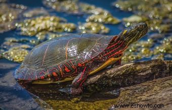 Información sobre la tortuga pintada y guía para el cuidado de mascotas