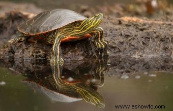 Información sobre la tortuga pintada y guía para el cuidado de mascotas