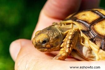 Tipos de tortugas mascotas y cuidados básicos