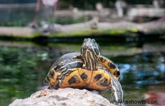 Información sobre la tortuga pintada y guía para el cuidado de mascotas