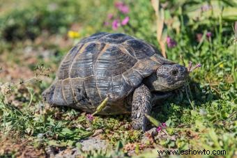 Tipos de tortugas mascotas y cuidados básicos