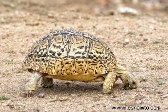 Tipos de tortugas mascotas y cuidados básicos