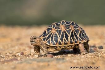 Tipos de tortugas mascotas y cuidados básicos