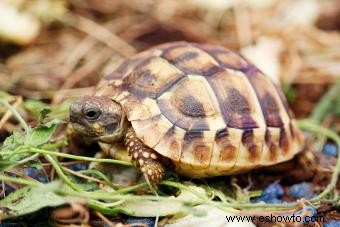 Tipos de tortugas mascotas y cuidados básicos