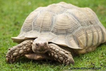 Tipos de tortugas mascotas y cuidados básicos