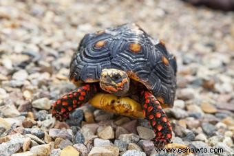 Tipos de tortugas mascotas y cuidados básicos