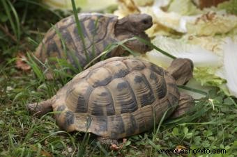 Tipos de tortugas mascotas y cuidados básicos