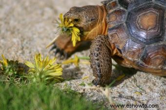 Razones por las que mi tortuga no come