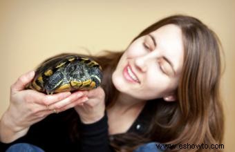 Las tortugas de orejas rojas como mascotas