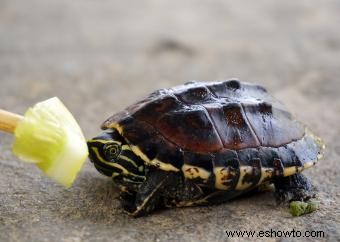 ¿Qué comen las tortugas bebés?