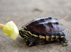 ¿Qué comen las tortugas bebés?