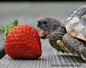 ¿Qué comen las tortugas?