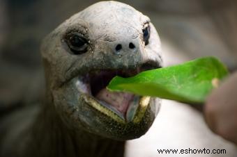 ¿Qué comen las tortugas?