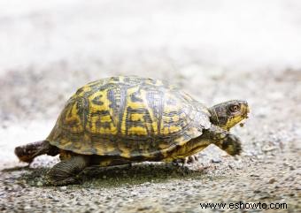 ¿Qué tipo de tortuga tengo? Consejos fáciles de identificación