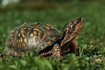 ¿Qué tipo de tortuga tengo? Consejos fáciles de identificación