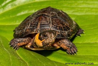 ¿Qué tipo de tortuga tengo? Consejos fáciles de identificación