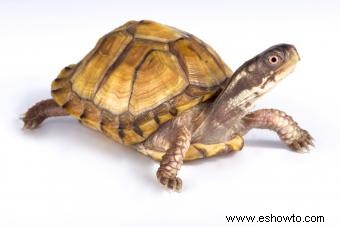 ¿Qué tipo de tortuga tengo? Consejos fáciles de identificación