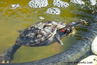 ¿Qué tipo de tortuga tengo? Consejos fáciles de identificación