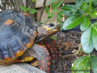 ¿Qué tipo de tortuga tengo? Consejos fáciles de identificación