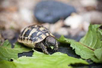 ¿Qué tipo de tortuga tengo? Consejos fáciles de identificación