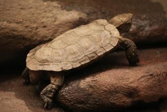 ¿Qué tipo de tortuga tengo? Consejos fáciles de identificación