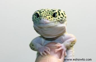 Nombres para reptiles domésticos