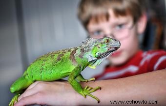 Nombres para reptiles domésticos