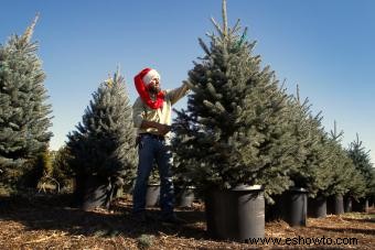 Alquiler de un árbol de Navidad viviente para unas vacaciones sin culpa