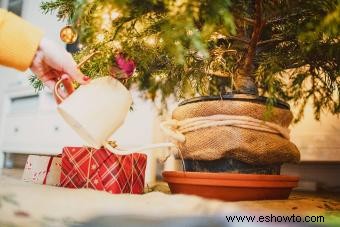 Agua azucarada para árboles de Navidad:¿mantendrá su árbol fresco?