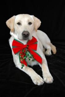 Tarjetas navideñas para perros:bricolaje y opciones de compra 