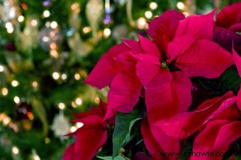 Tradiciones navideñas en Puerto Rico:de la música a la decoración