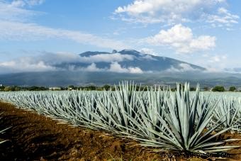 15 recetas de mezcal con sabores únicos