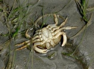 Guía Experta: Cómo Comprar Cangrejos de Caparazón Blando Frescos y de Calidad