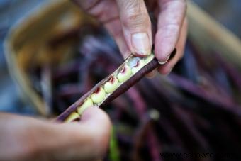 Cómo cocinar guisantes morados frescos