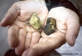 ¿Dónde crecen las trufas?