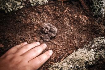 ¿Dónde crecen las trufas?