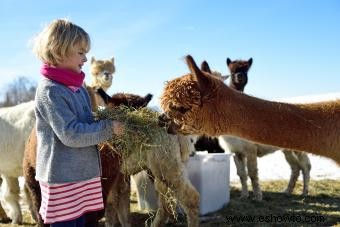 14 ideas para fiestas de cumpleaños de niños grandes para un niño de 5 años