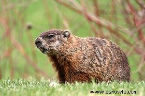 ¿Cuándo comenzó la celebración del Día de la Marmota?