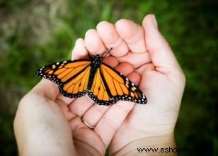 Ideas para una boda temática de mariposas 