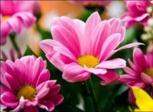 Ramos de Novia con Flores Frescas: Ventajas, Desventajas y Consejos Prácticos